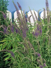 Veronica Coerulea
