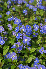 Veronica Georgia Blue
