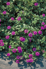 Verbena Homestead Purple
