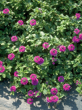 Bluestone perennials coupon code