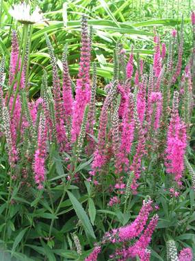 Rosy red. Very adaptable