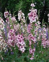 Verbascum Southern Charm