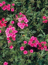 Verbena Sissinghurst