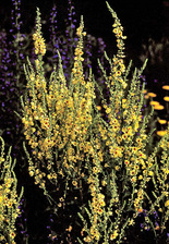 Verbascum Sixteen Candles