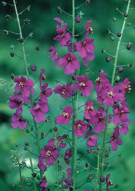 Elegant deepest violet, free flowering