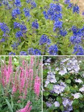 Veronica Collection