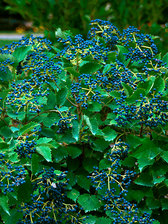 Viburnum Blue Muffin