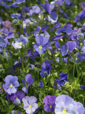 Viola Blue Perfection