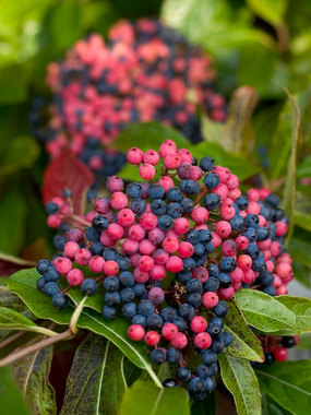 An easy to grow shrub, with a three season interest.