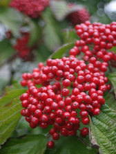 Viburnum Cardinal Candy