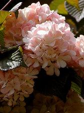 Viburnum Kern's Pink