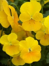 Viola Lutea Splendens