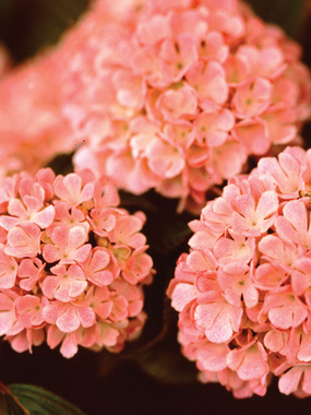 A classic snowball shaped with soft pink flowers.