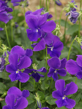 Viola Purple Showers