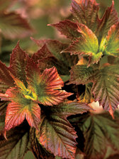 Viburnum Red Wing
