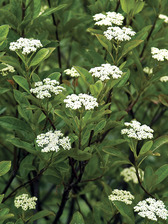 Viburnum Winterthur