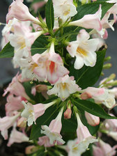 Weigela Sonic Bloom Pearl