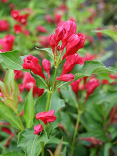 Weigela Sonic Bloom Red