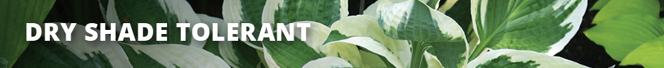 Dry Shade Tolerant