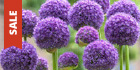 Bulbs on Sale