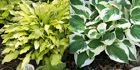 Perennial Gardens