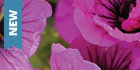 New Perennials