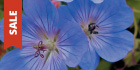 Perennials on Sale