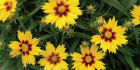 Perennials on Sale