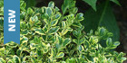 New Shrubs
