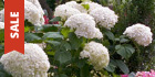 Shrubs on Sale