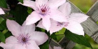 Staff Shrub Picks