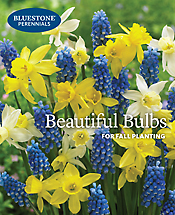 Bluestone Perennials catalog