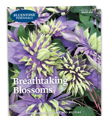 Bluestone Perennials Current Catalog