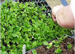 Seedlings being shifted Seedlings being shifted