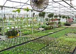 Hardening plants Hardening plants