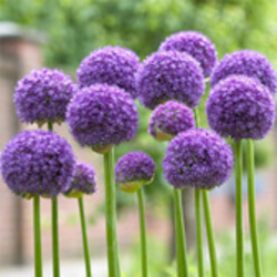 Alliums Alliums