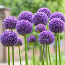 Alliums Alliums