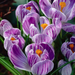Crocus Crocus