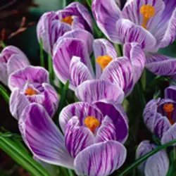 Crocus Crocus