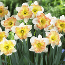 Daffodils