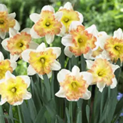Daffodils