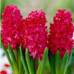 Hyacinths