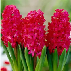 Hyacinths