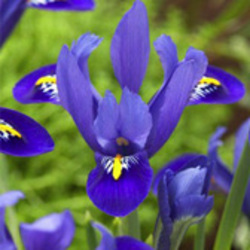 Iris Iris