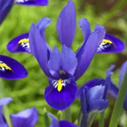 Iris Iris