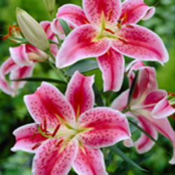 Lilies