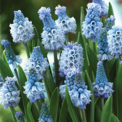 Grape Hyacinth Grape Hyacinth