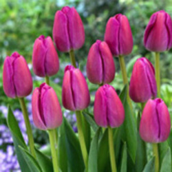 Tulips