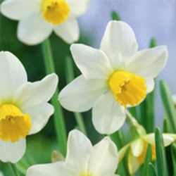 Cyclamineus Daffodils