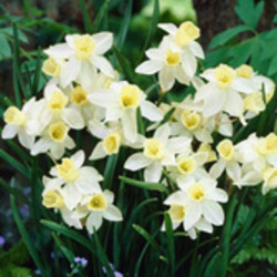 Jonquilla Daffodils